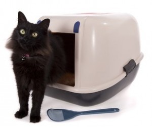 Cat using a closed litter box isolated on white background.